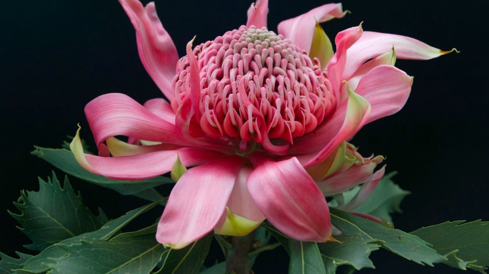 Caring for Australian Native Flowers: Waratahs, Banksias & Beyond