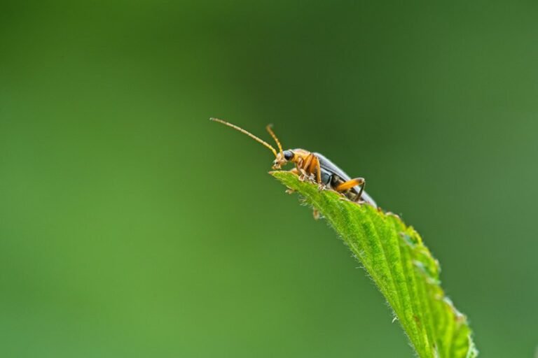 a beginner bug fix guide